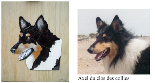 chien axel du clos des collies